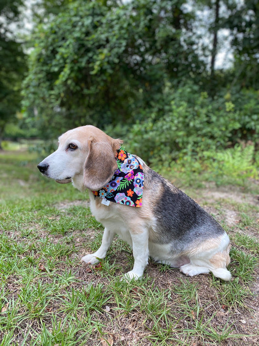 dog beagle wearing hand made custom sugar skull halloween pet dog bandana 